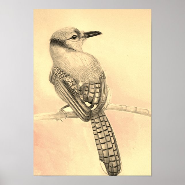 A3 Beautiful Blue Jay Pencil Drawing Print (Front)