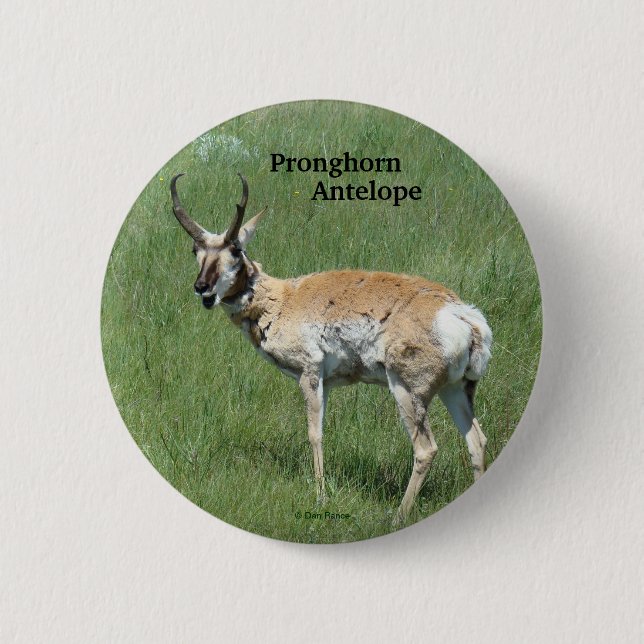 A3 Pronghorn Antelope 6 Cm Round Badge (Front)