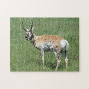 A3 Pronghorn Antelope Buck Chewing Jigsaw Puzzle