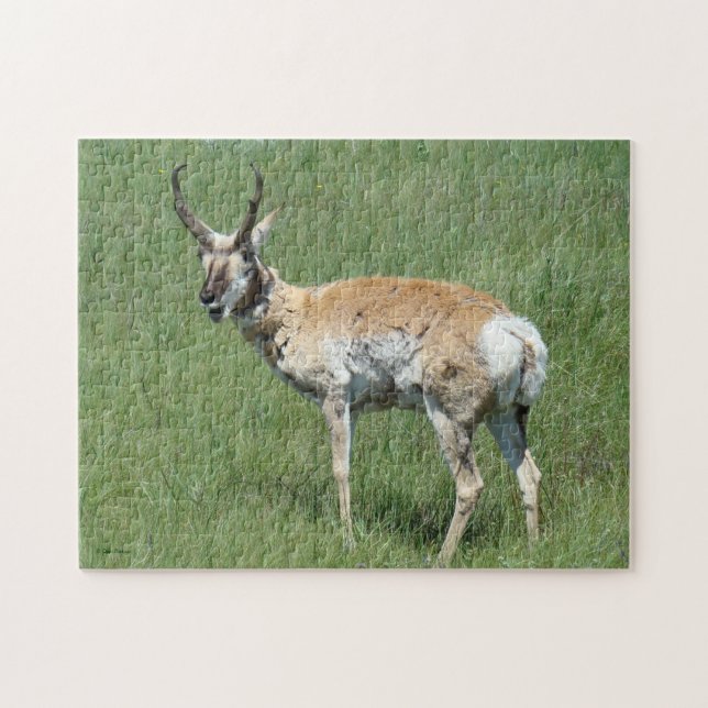 A3 Pronghorn Antelope Buck Chewing Jigsaw Puzzle (Horizontal)