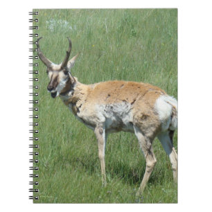 A3 Pronghorn Antelope Buck Chewing Notebook