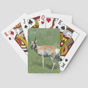 A3 Pronghorn Antelope Buck Chewing Playing Cards