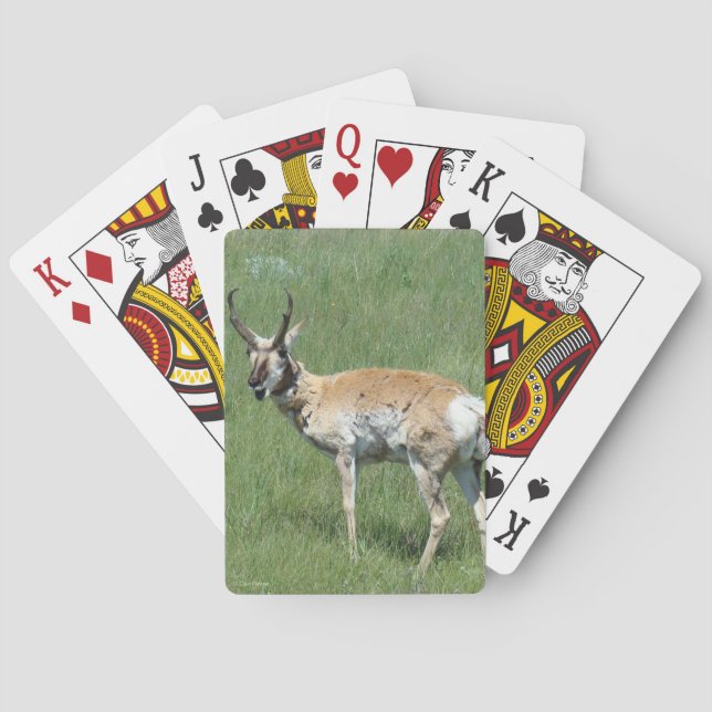 A3 Pronghorn Antelope Buck Chewing Playing Cards (Back)