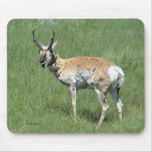 A3 Pronghorn Antelope Buck Mouse Mat