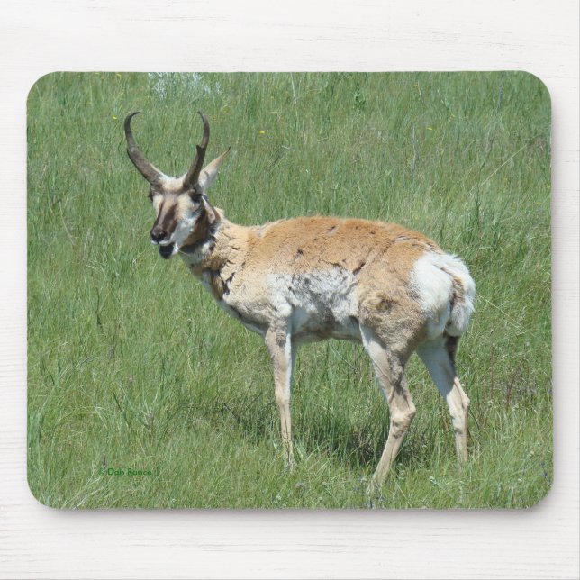 A3 Pronghorn Antelope Buck Mouse Mat (Front)