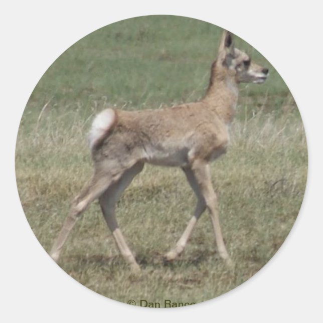 A42 Baby Pronghorn Antelope Classic Round Sticker (Front)