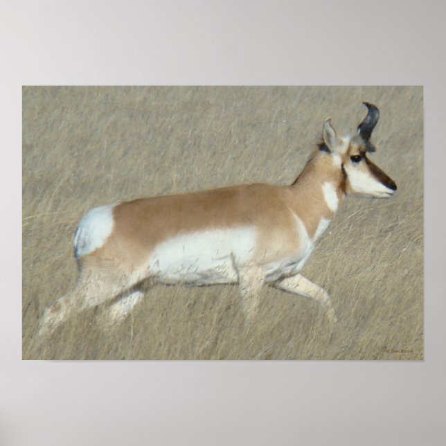 A44 Pronghorn Antelope Buck Poster (Front)