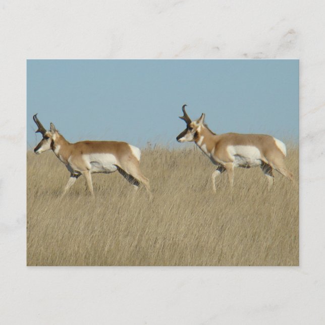 A45 Pronghorn Antelope Bucks Postcard (Front)