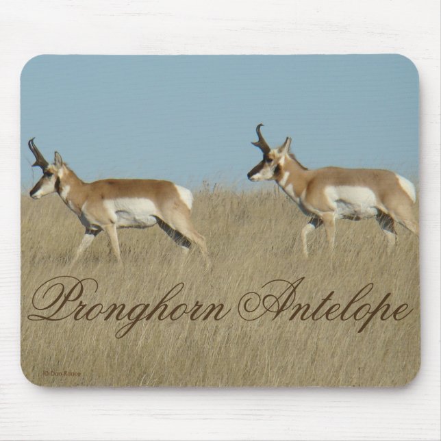 A45 Pronghorn Antelope Young Bucks Mouse Mat (Front)