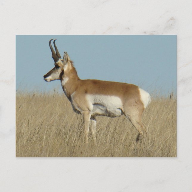 A46 Pronghorn Antelope Postcard (Front)