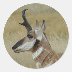 A4 Pronghorn Antelope Head Shot Profile Classic Round Sticker