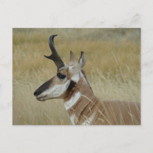 A4 Pronghorn Antelope Young Buck Head Shot Profile Postcard