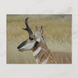A4 Pronghorn Antelope Young Buck Head Shot Profile Postcard