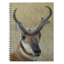 A5 Pronghorn Antelope Big Buck Head Shot