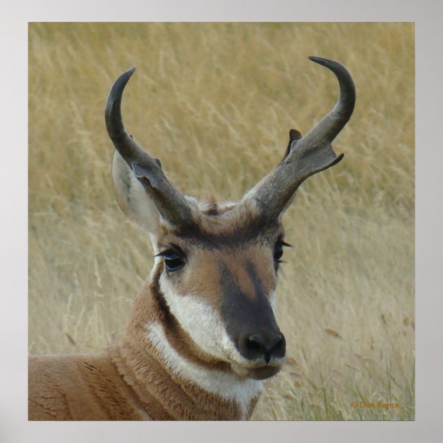 A5 Pronghorn Antelope Big Buck Head Shot Poster (Front)