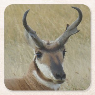 A5 Pronghorn Antelope Big Buck Head Square Paper Coaster