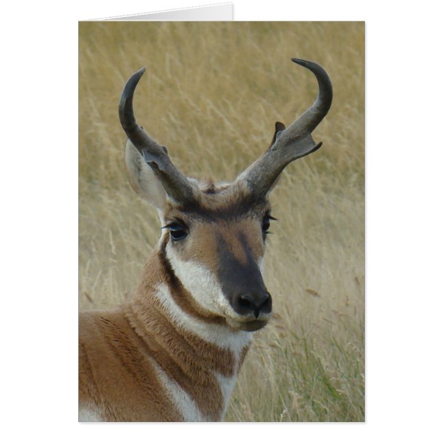 A5 Pronghorn Antelope Buck Head Shot (Front)