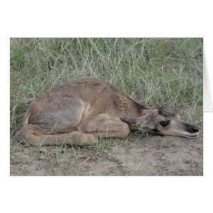 A6 Baby Pronghorn Antelope
