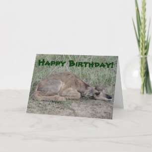 A6 Baby Pronghorn Antelope Card