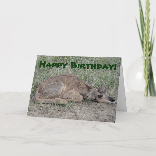 A6 Baby Pronghorn Antelope Card (Front)
