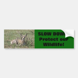 A7 Baby Pronghorn Antelope Bumper Sticker