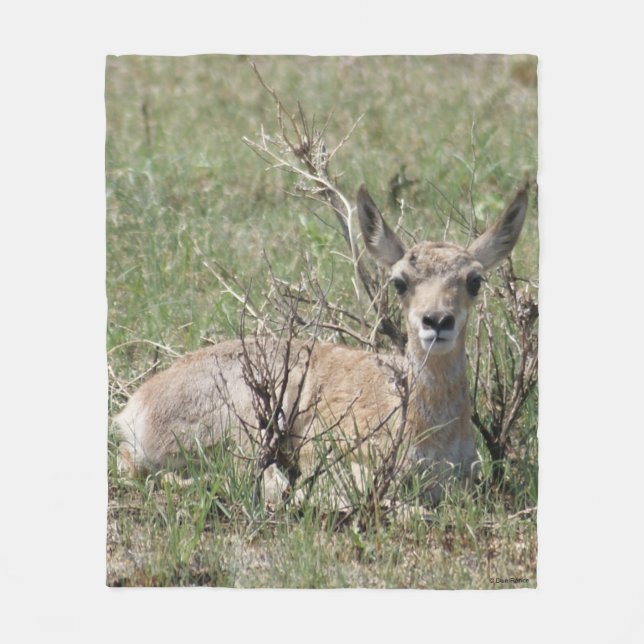 A7 Baby Pronghorn Antelope Fleece Blanket (Front)
