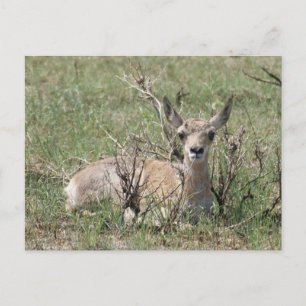A7 Baby Pronghorn Antelope Head Up Postcard