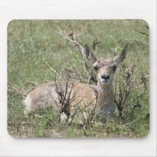 A7 Baby Pronghorn Antelope Mouse Mat
