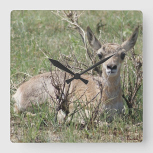 A7 Baby Pronghorn Antelope Square Wall Clock