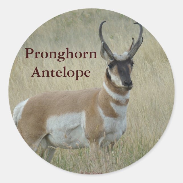 A8 Pronghorn Antelope Big Buck Classic Round Sticker (Front)