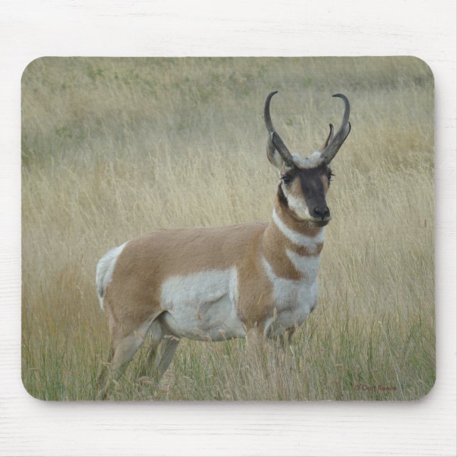 A8 Pronghorn Antelope Big Buck Mouse Mat (Front)