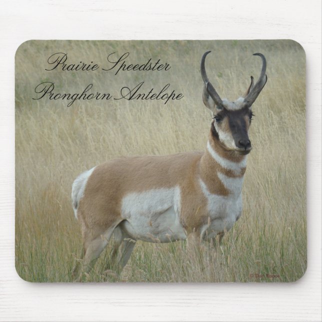 A8 Pronghorn Antelope Big Buck Mouse Mat (Front)