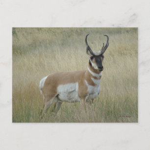 A8 Pronghorn Antelope Big Buck Postcard