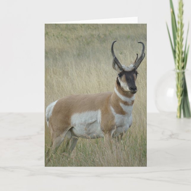 A9 Pronghorn Antelope Big Buck Card (Front)