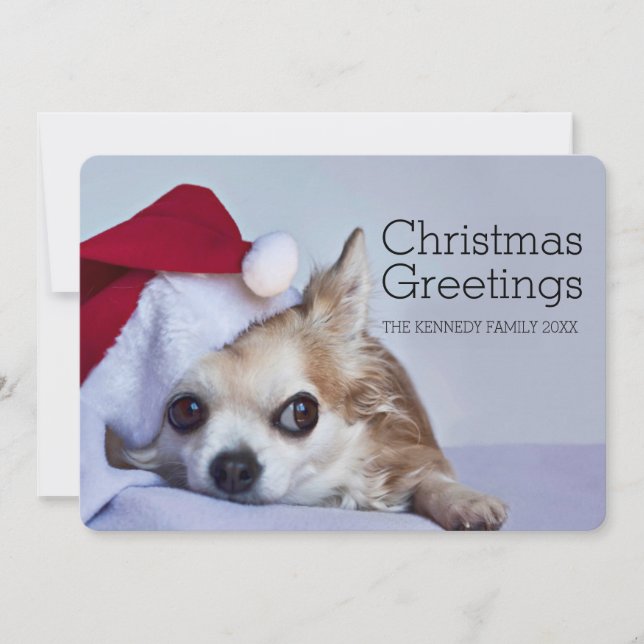 A 6 year old long hair chihuahua holiday card (Front)