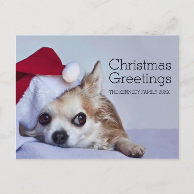 A 6 year old long hair chihuahua holiday postcard (Front)