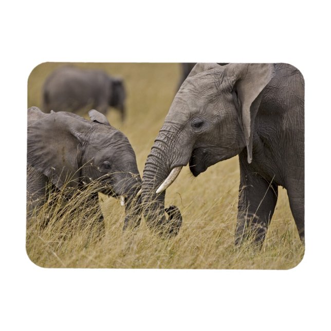 A African Elephant grazing in the fields Magnet (Horizontal)