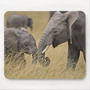 A African Elephant grazing in the fields Mouse Mat