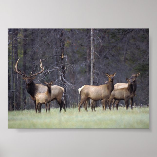 A and His Hcar Poster (Front)