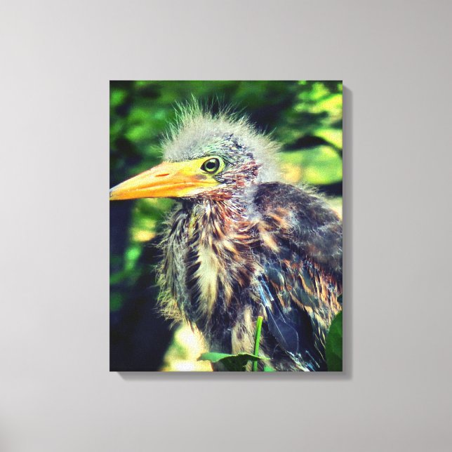 A baby green heron canvas print (Front)
