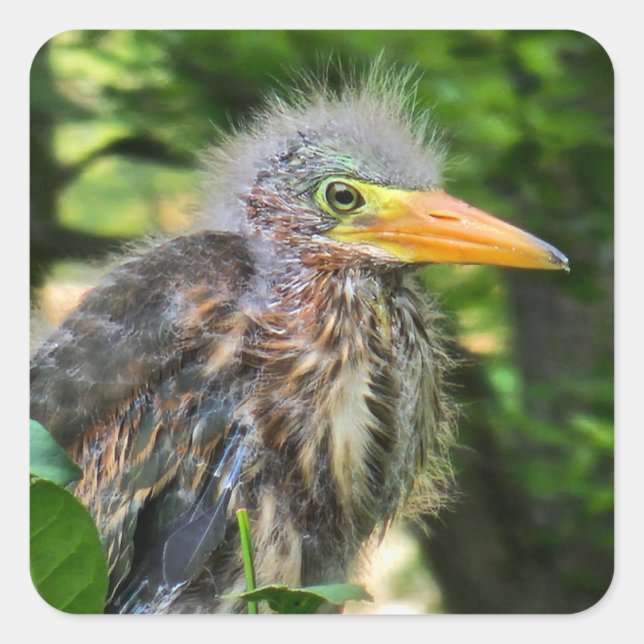 A baby green heron square sticker (Front)