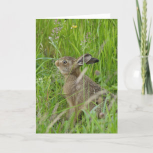 A baby Hare. Card