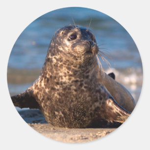A baby seal coming ashore in Children's Pool