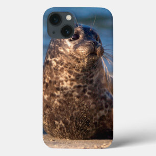 A baby seal coming ashore in Children's Pool iPhone 13 Case