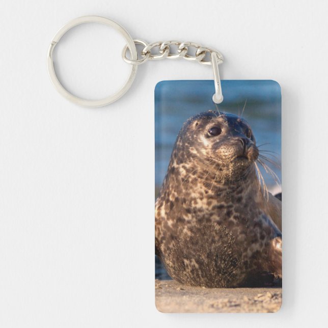 A baby seal coming ashore in Children's Pool Key Ring (Front)
