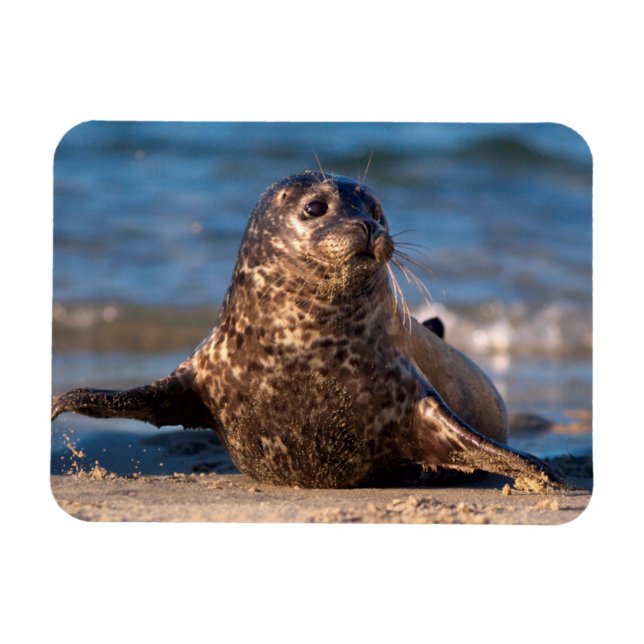 A baby seal coming ashore in Children's Pool Magnet (Horizontal)