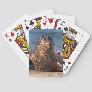 A baby seal coming ashore in Children's Pool Playing Cards