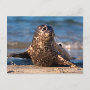 A baby seal coming ashore in Children's Pool Postcard