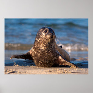 A baby seal coming ashore in Children's Pool Poster