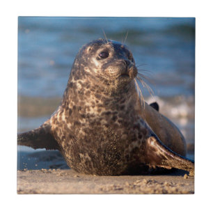 A baby seal coming ashore in Children's Pool Tile